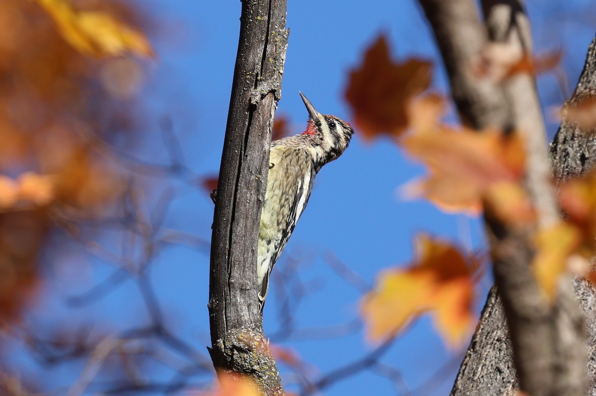 Дятел-смоктун жовточеревий - ML644288325