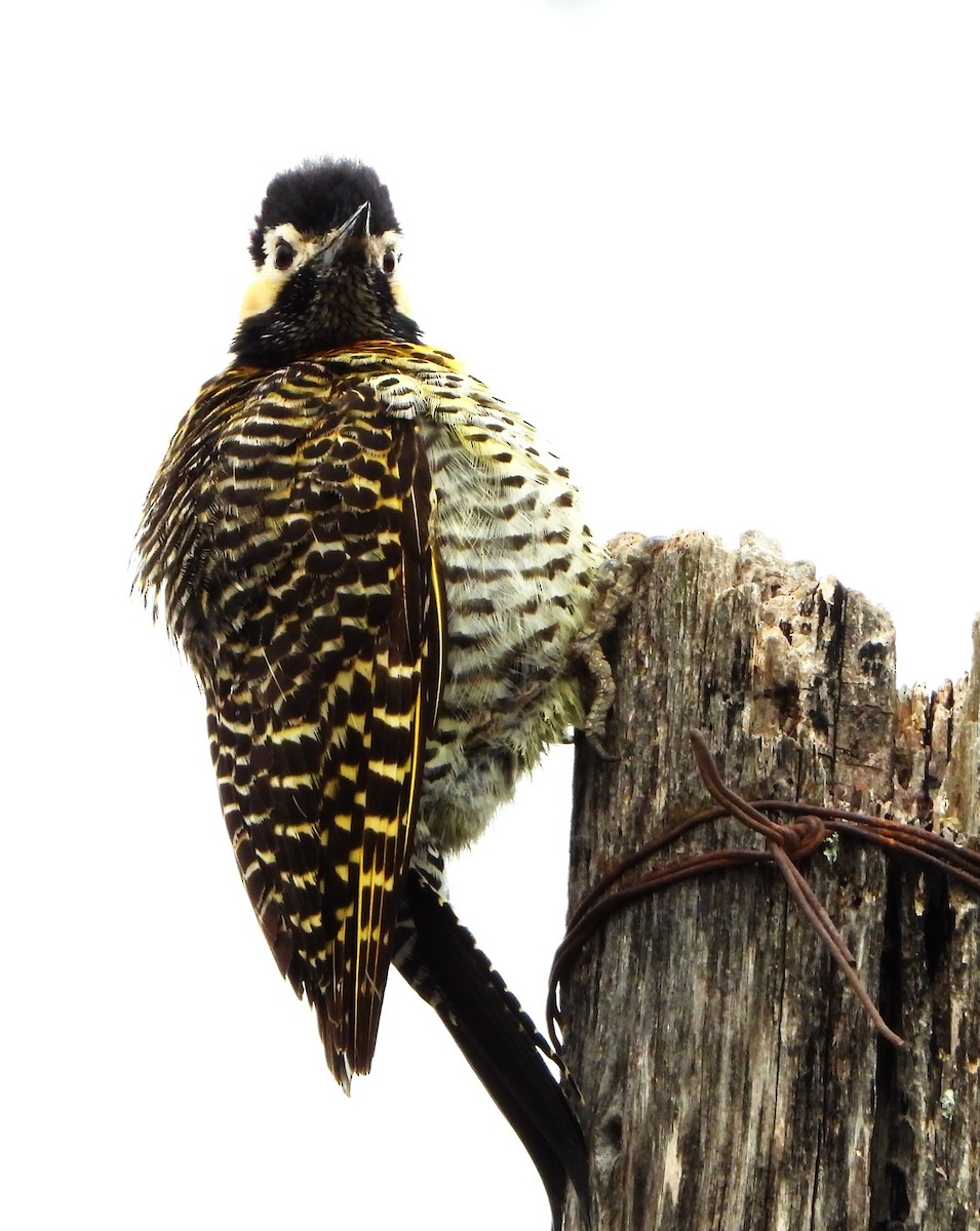 Декол плямистоволий - ML644288327