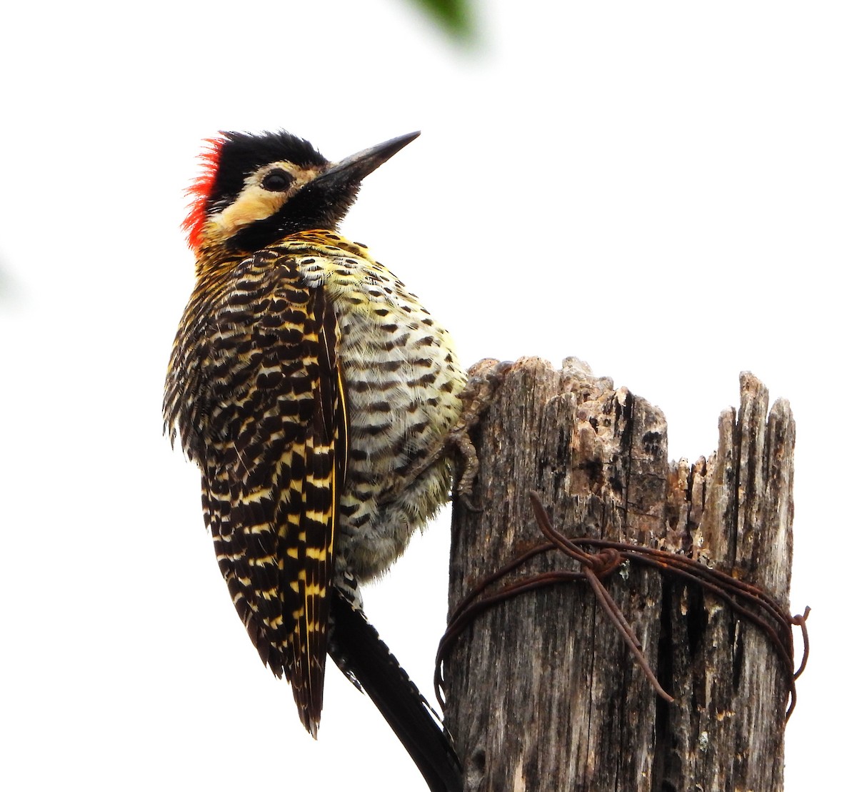 Декол плямистоволий - ML644288328