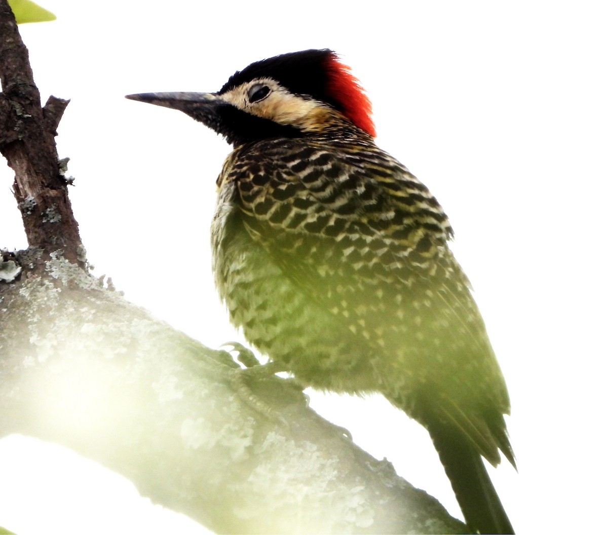 Декол плямистоволий - ML644288329