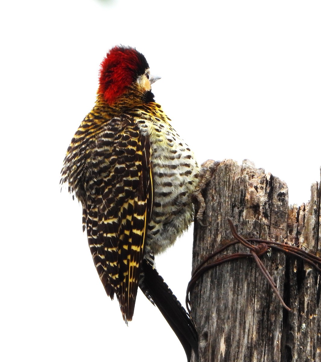 Декол плямистоволий - ML644288330