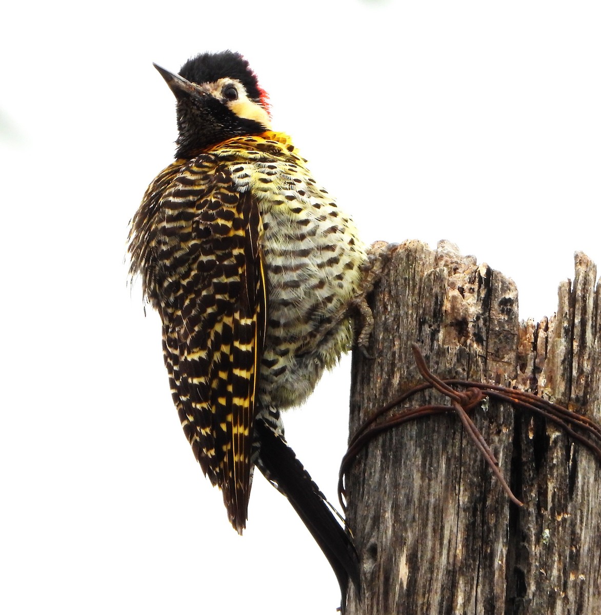 Декол плямистоволий - ML644288331