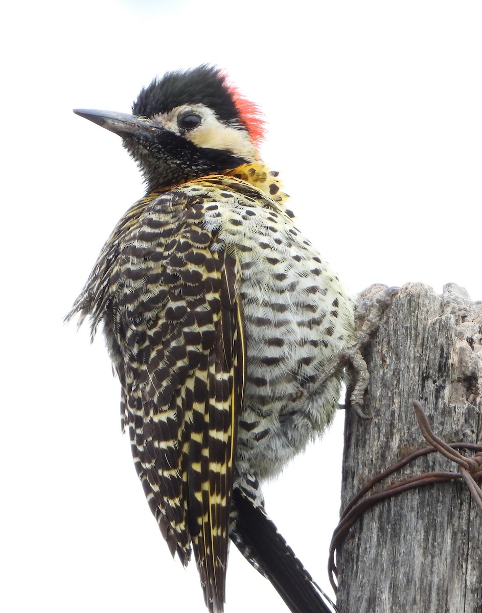 Декол плямистоволий - ML644288332