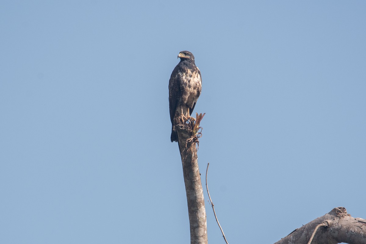 Канюк білохвостий - ML644288333