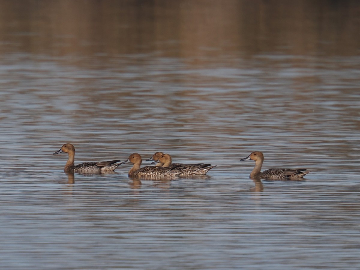 Шилохвіст північний - ML644288334