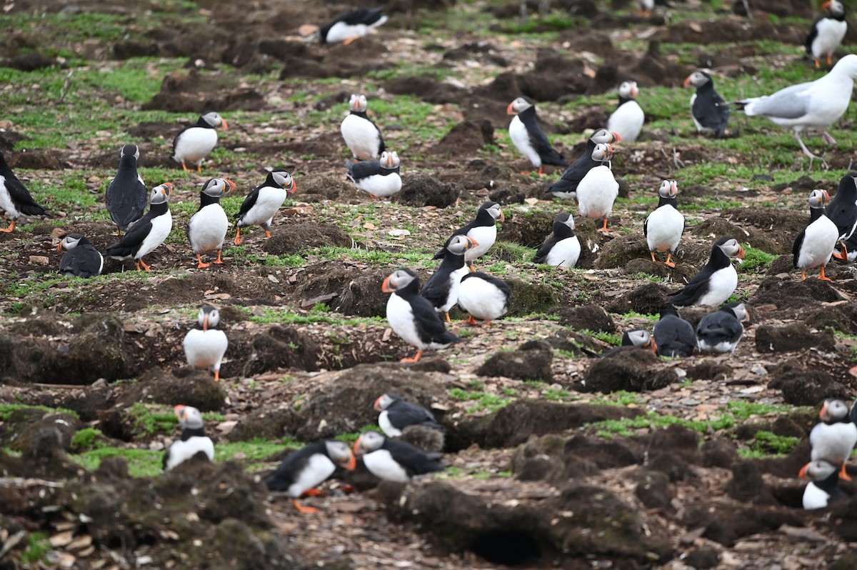 Іпатка атлантична - ML644288335