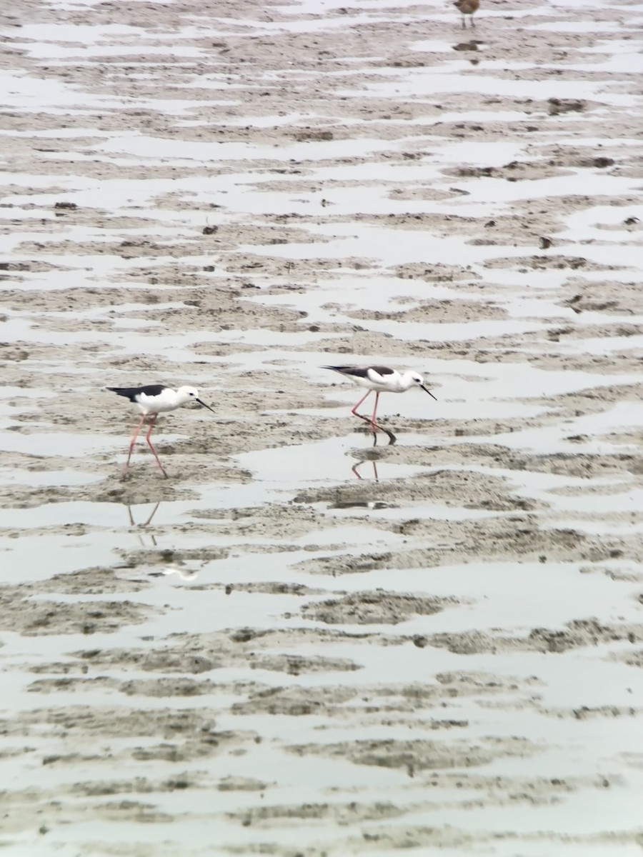 Кулик-довгоніг чорнокрилий - ML644288336