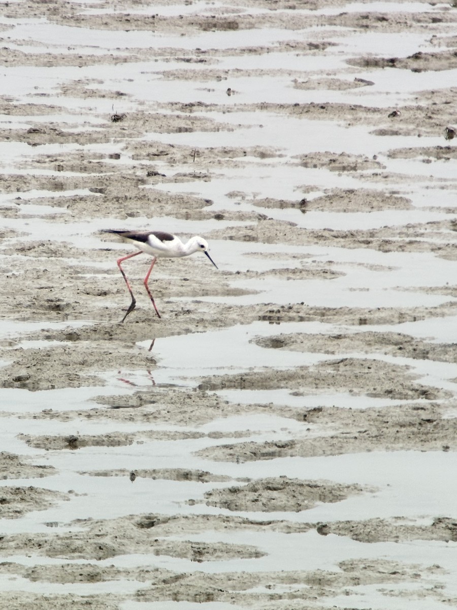 Кулик-довгоніг чорнокрилий - ML644288337