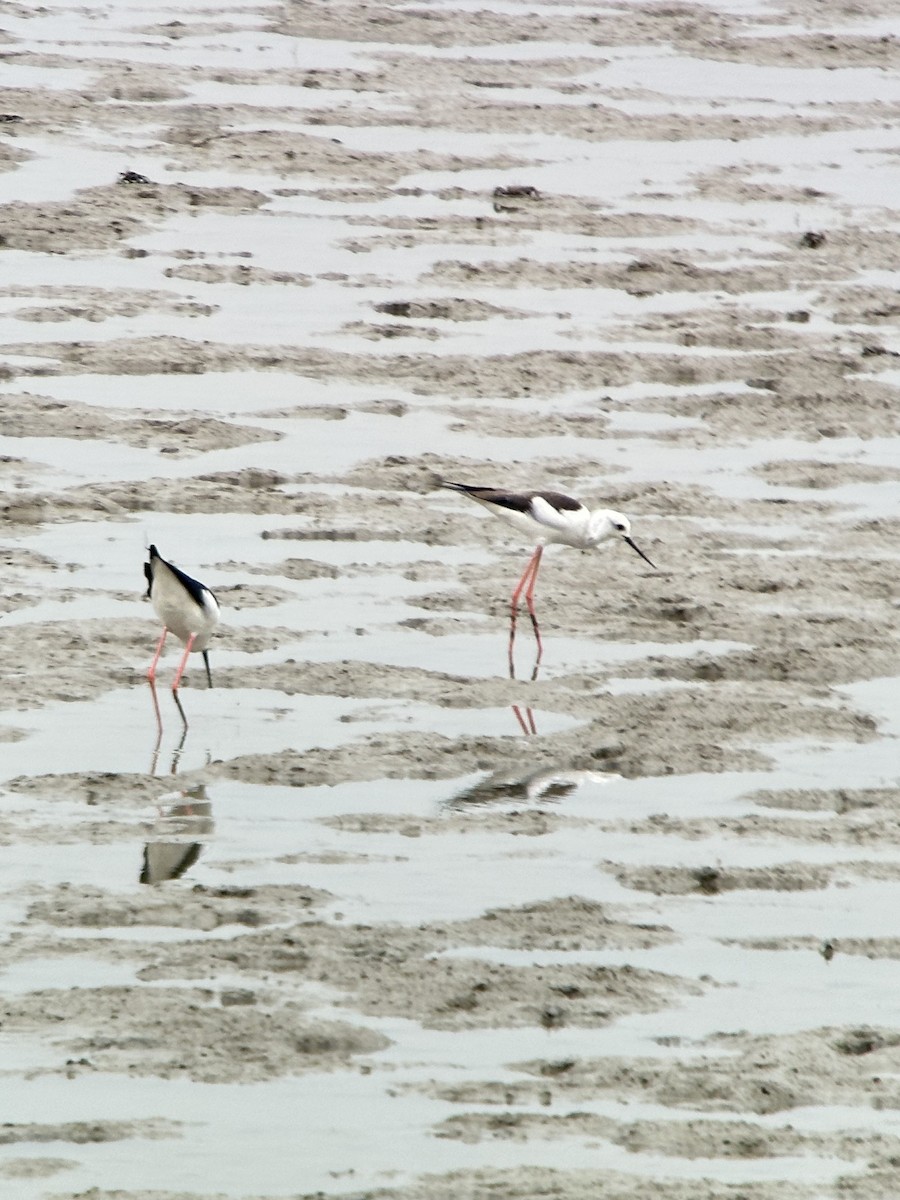 Кулик-довгоніг чорнокрилий - ML644288338