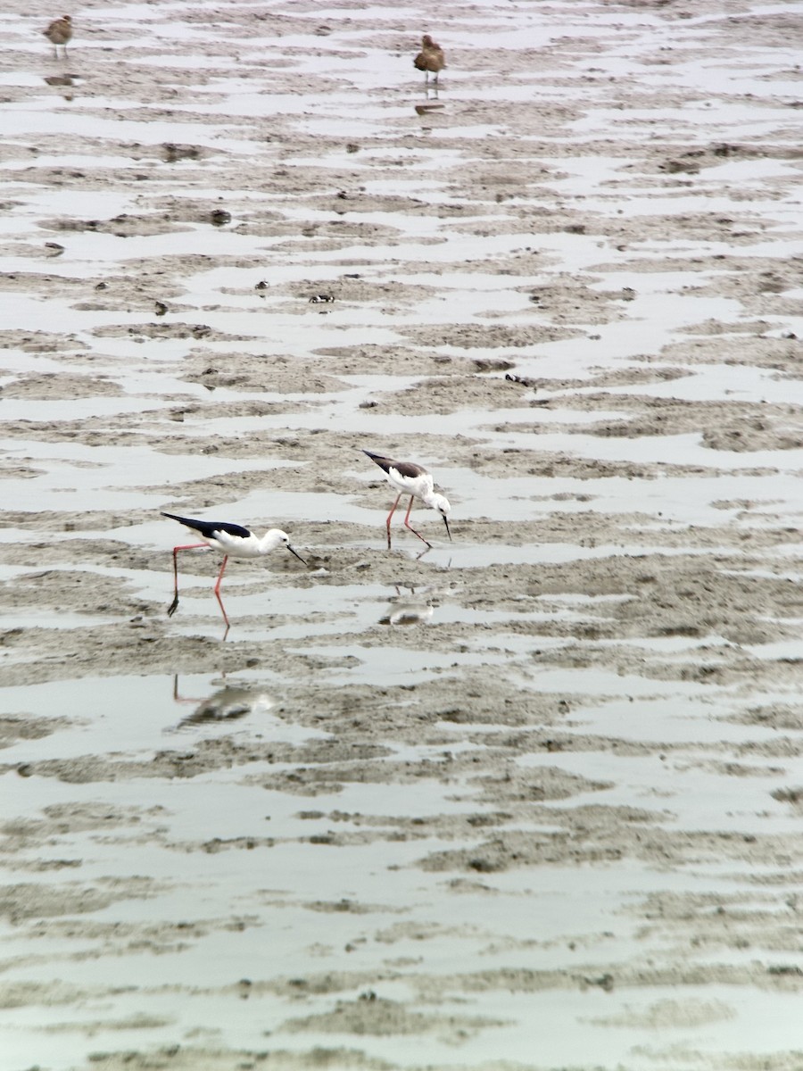 Кулик-довгоніг чорнокрилий - ML644288339