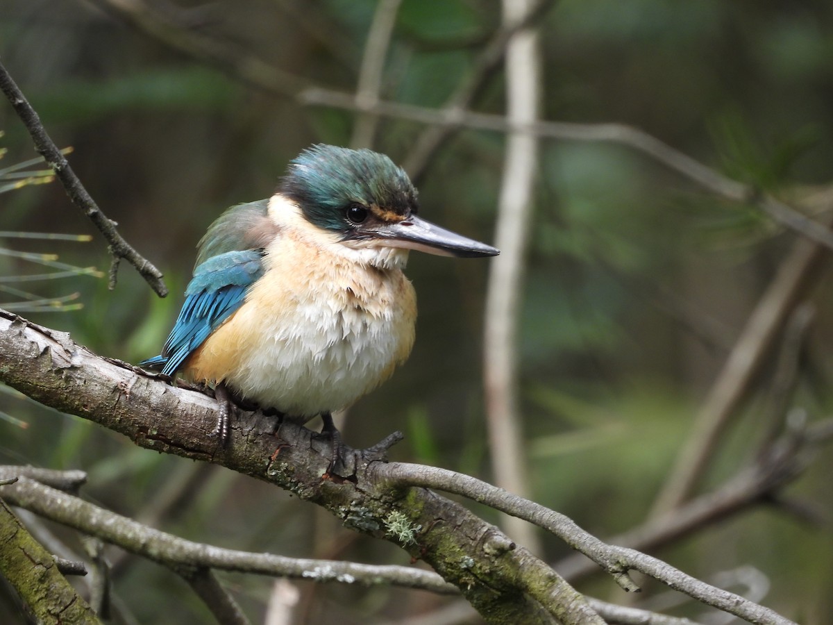 Альціон священний (підвид sanctus) - ML644288342
