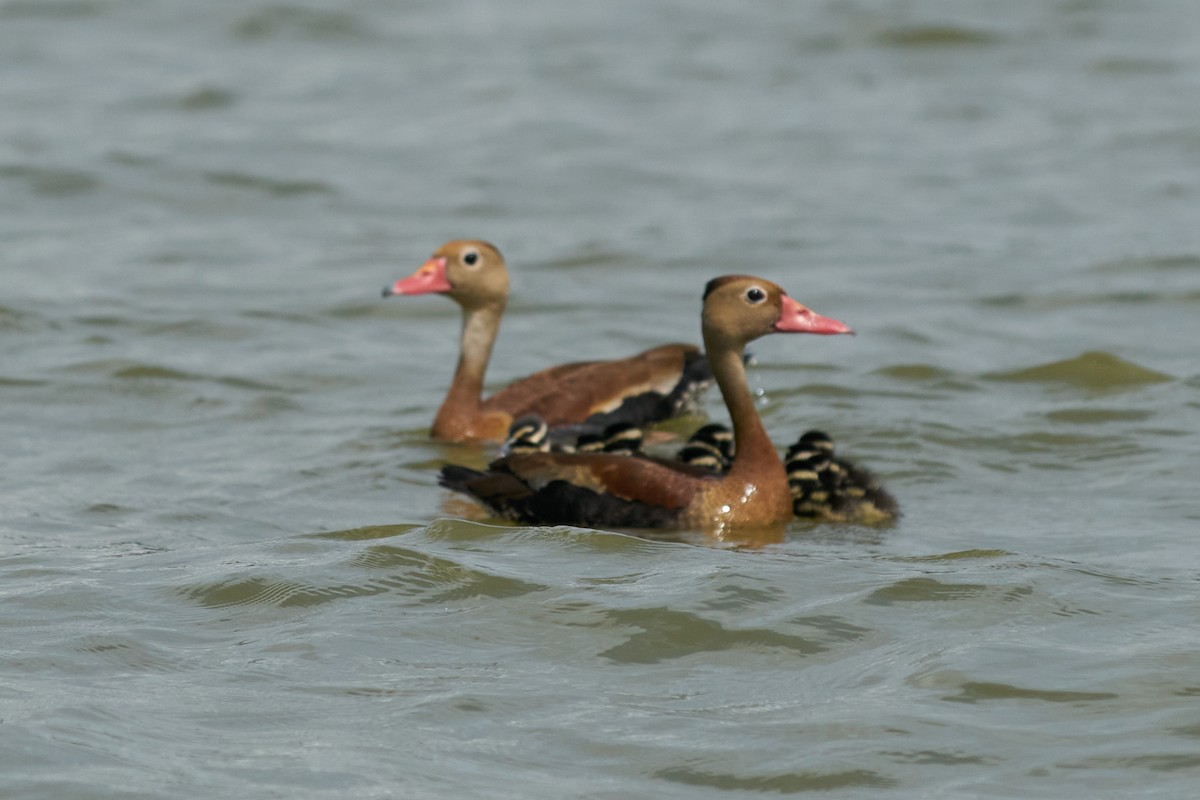 アカハシリュウキュウガモ - ML644288343
