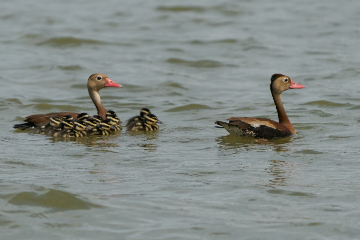 アカハシリュウキュウガモ - ML644288344