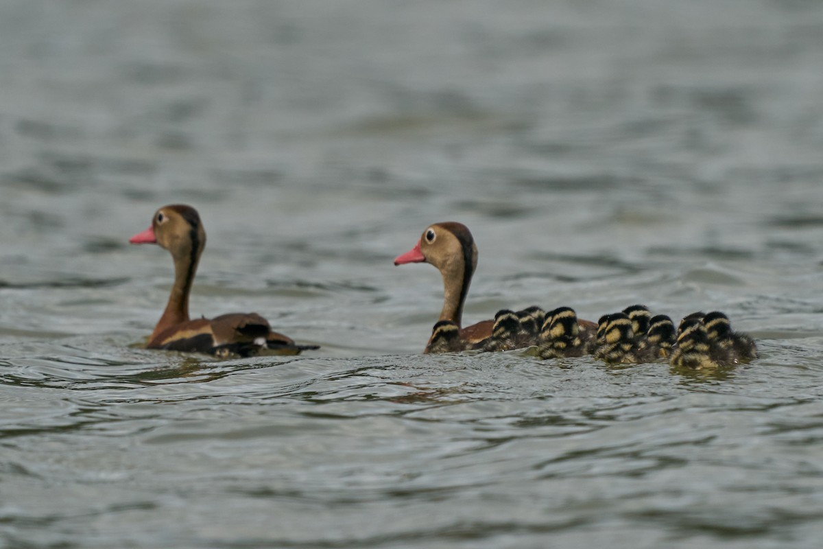 アカハシリュウキュウガモ - ML644288345