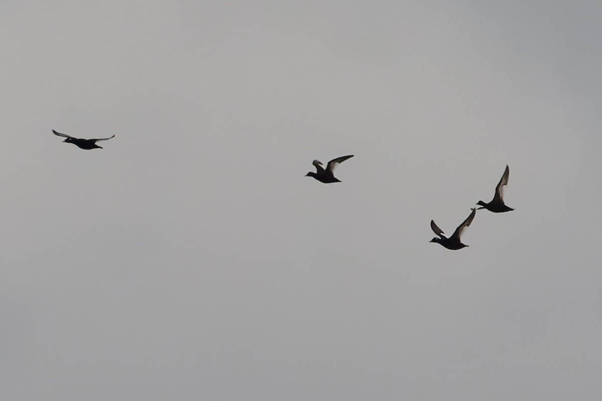 Турпан горбатодзьобий - ML644288348