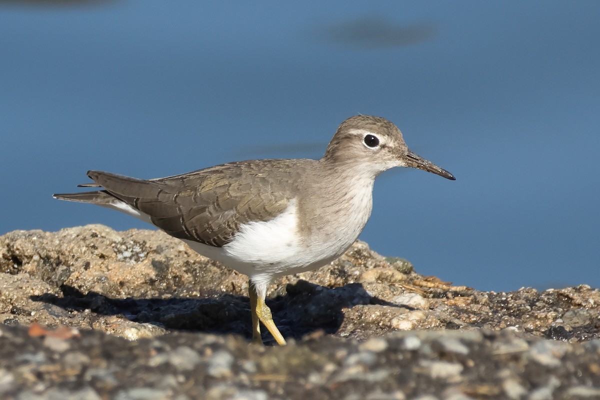 Набережник плямистий - ML644288349