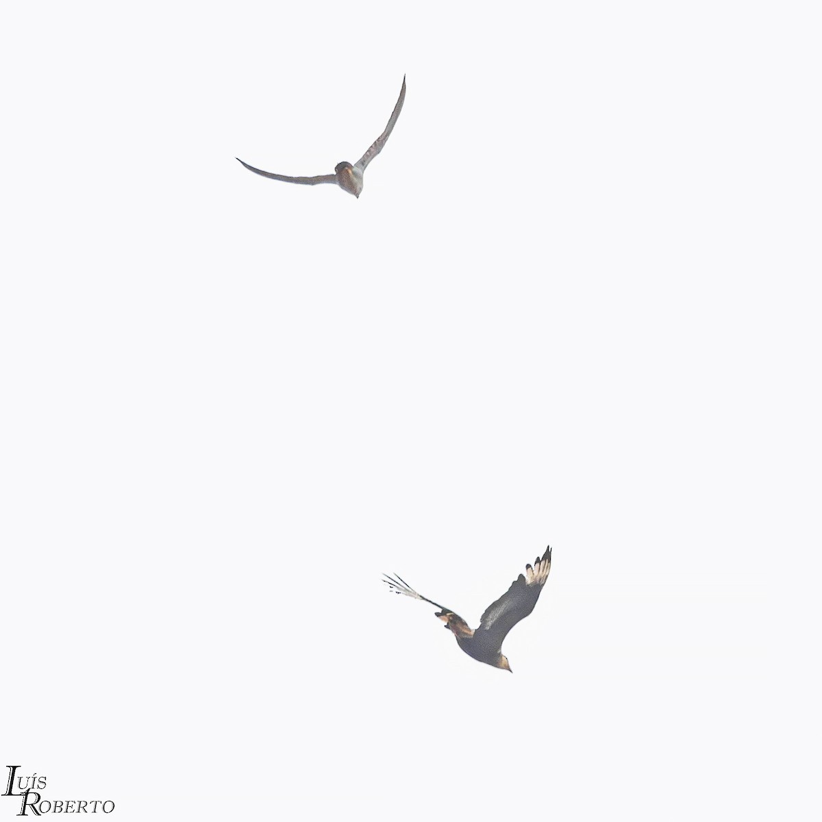 Сапсан - ML644288350