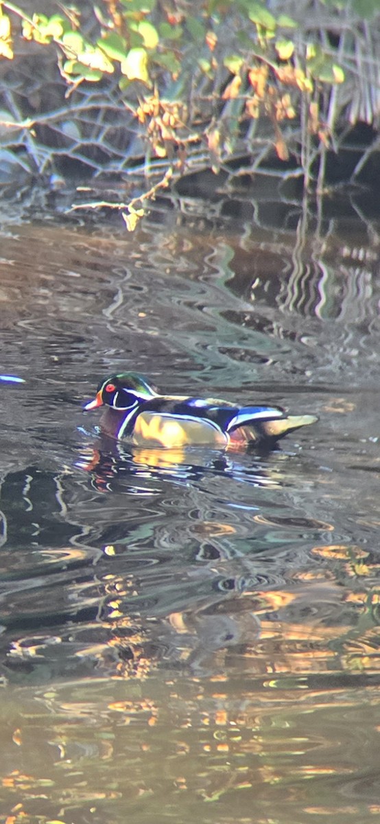 Каролінка - ML644288352