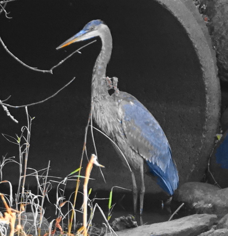Great Blue Heron - ML644288360