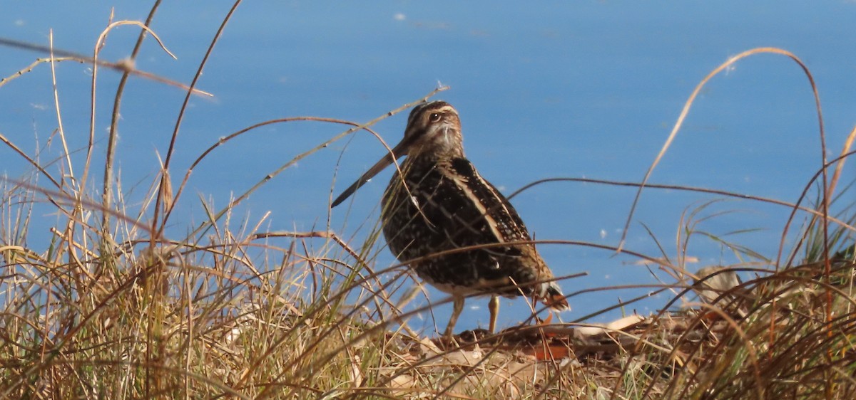 kanadabekkasin - ML644288362