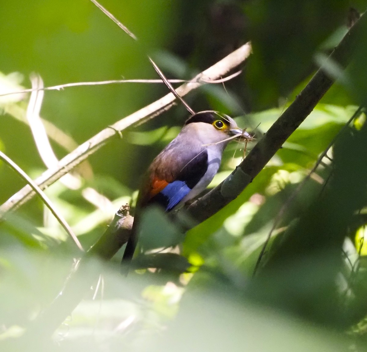 ギンムネヒロハシ - ML644288391