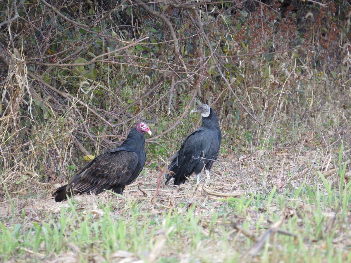 Black Vulture - ML644288406