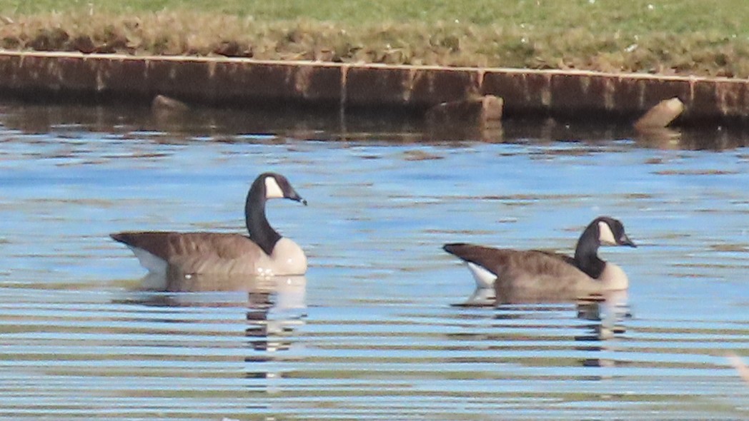 Cackling Goose - ML644288409