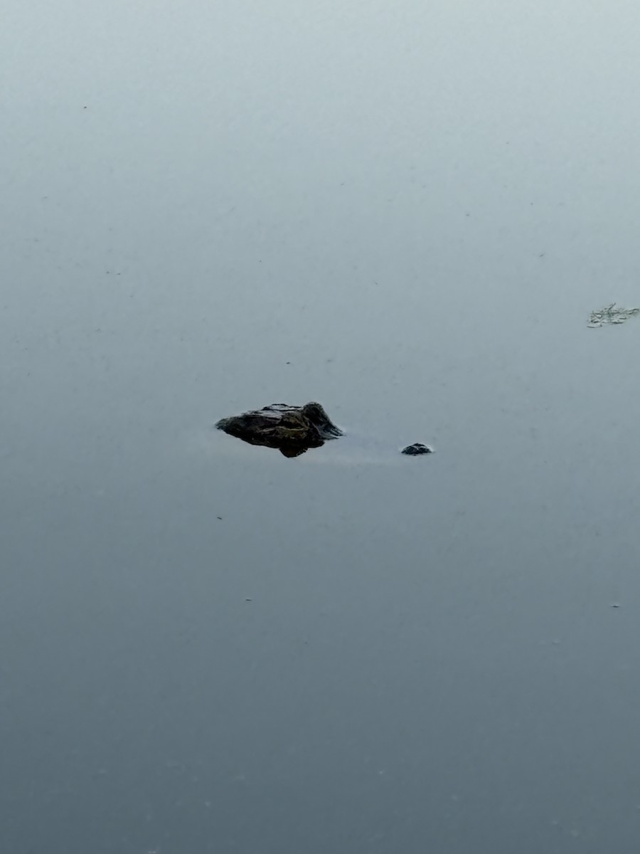 American Alligator - ML644288423