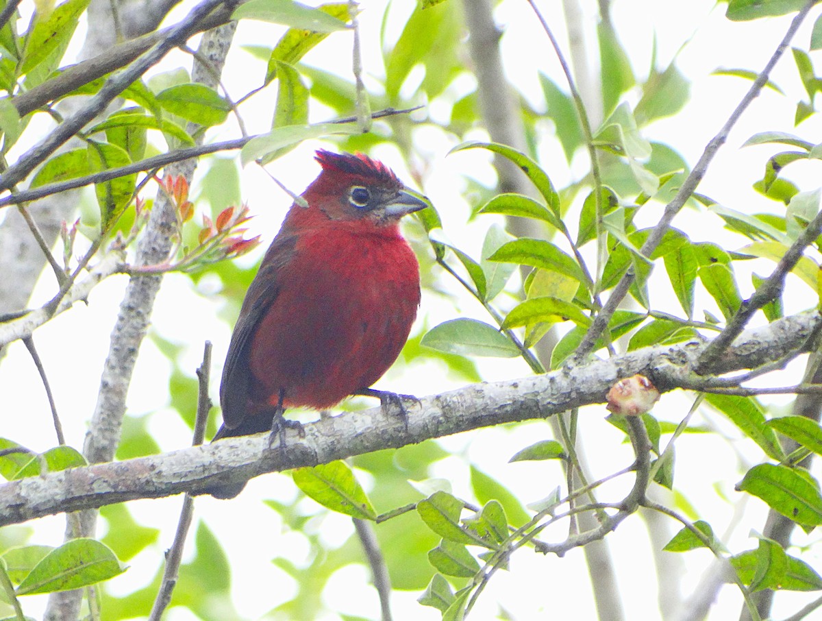 Araguira rougeâtre - ML644288440