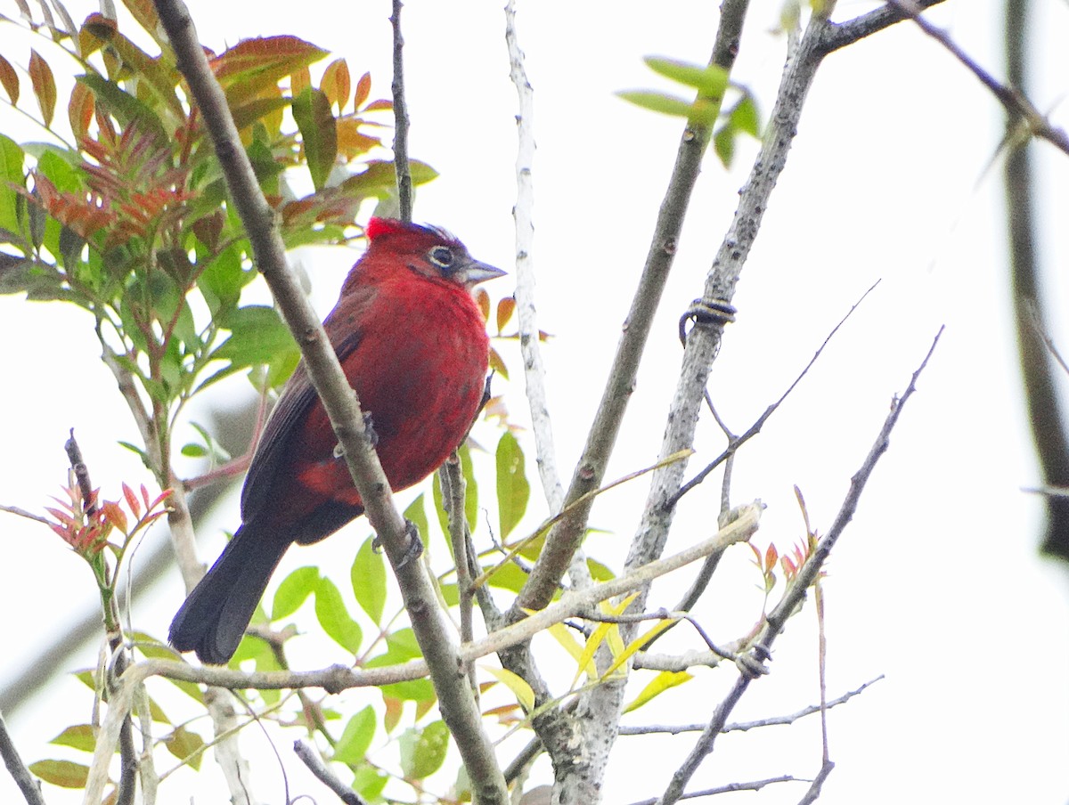 Araguira rougeâtre - ML644288441