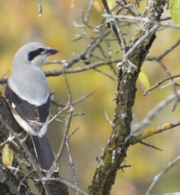 Alcaudón Boreal - ML644288459