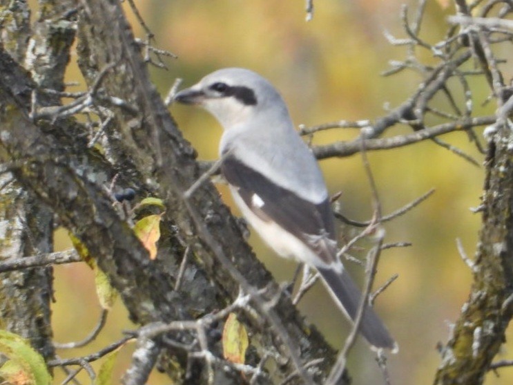 Alcaudón Boreal - ML644288460