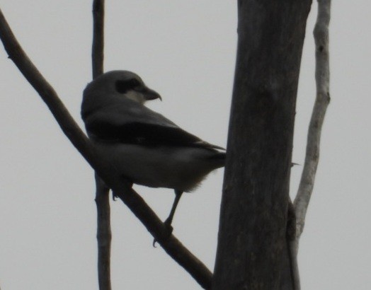 Alcaudón Boreal - ML644288461