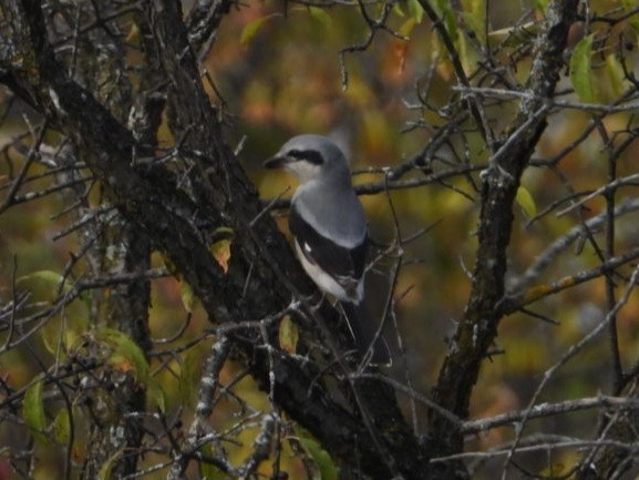 Alcaudón Boreal - ML644288462