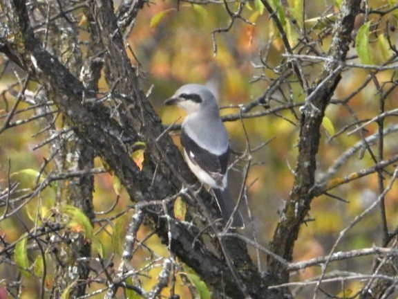 Alcaudón Boreal - ML644288463