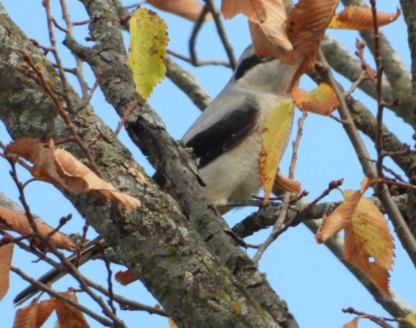 Alcaudón Boreal - ML644288464