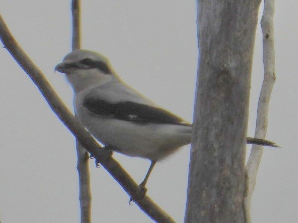 Alcaudón Boreal - ML644288465