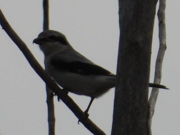 Alcaudón Boreal - ML644288466