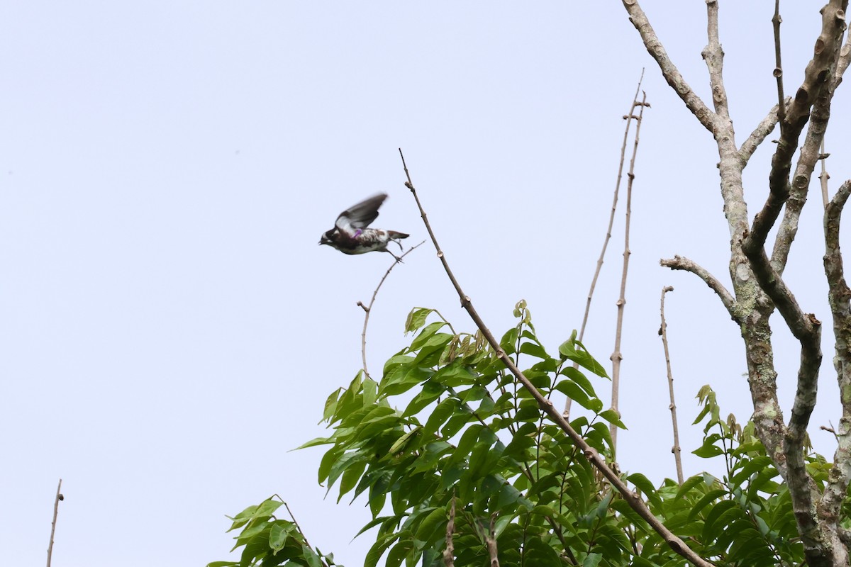 White-browed Purpletuft - ML644288474