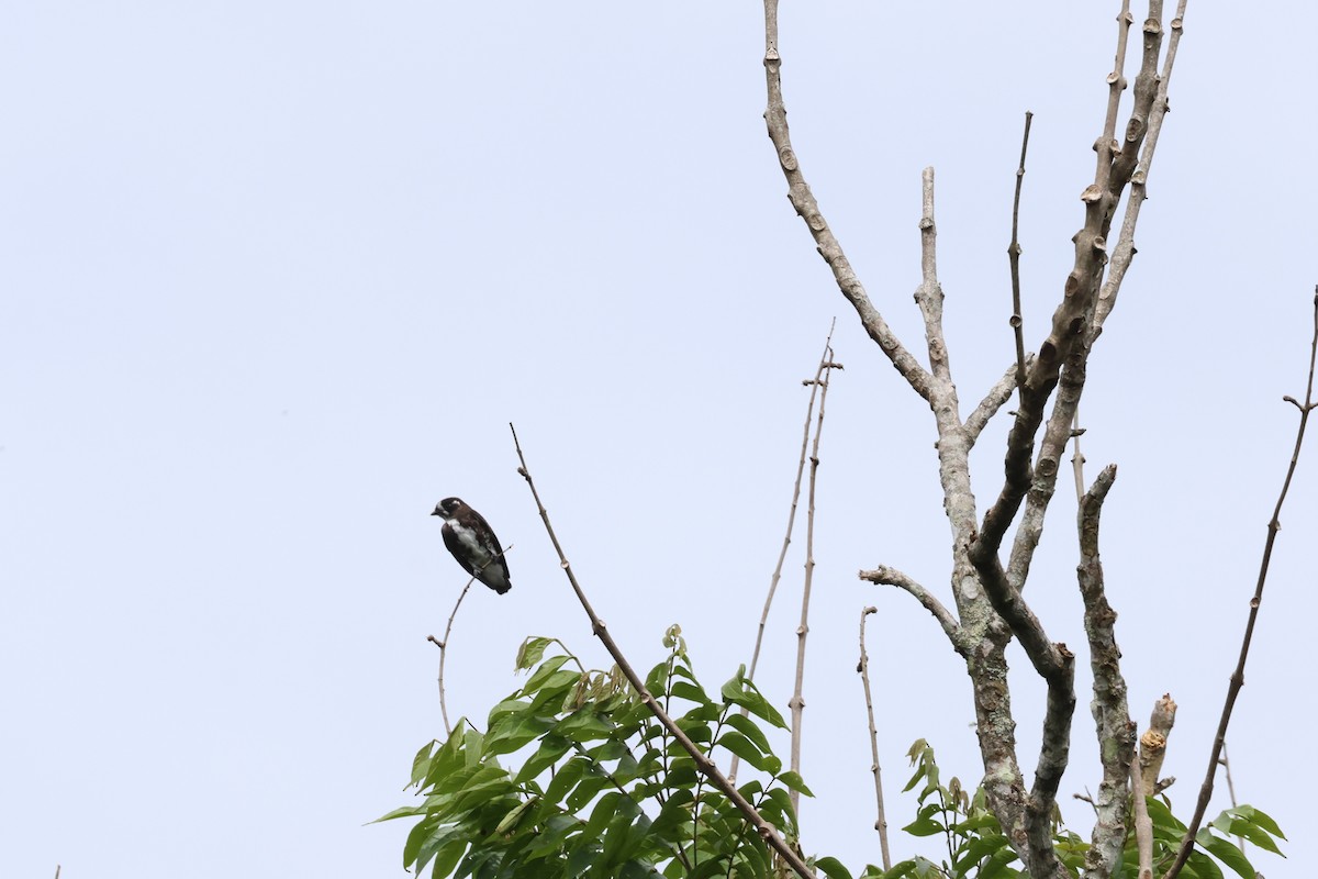 White-browed Purpletuft - ML644288475
