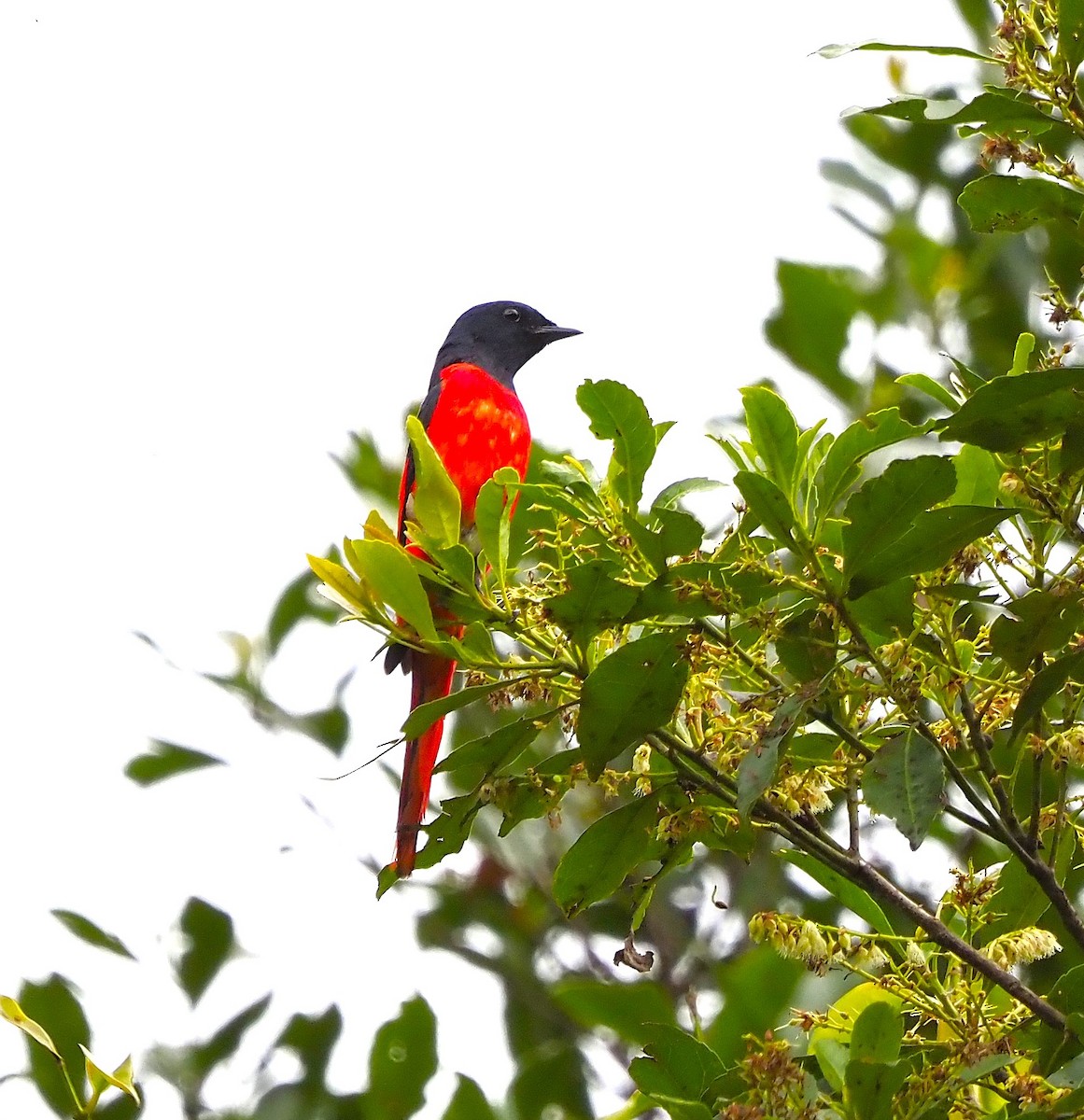 Scarlet Minivet - ML644288477
