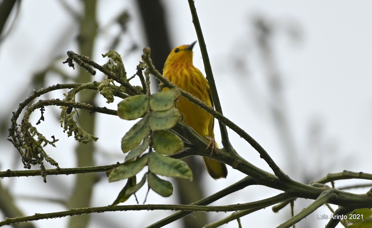 Northern Yellow Warbler - ML644288485