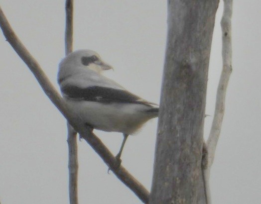 Alcaudón Boreal - ML644288500