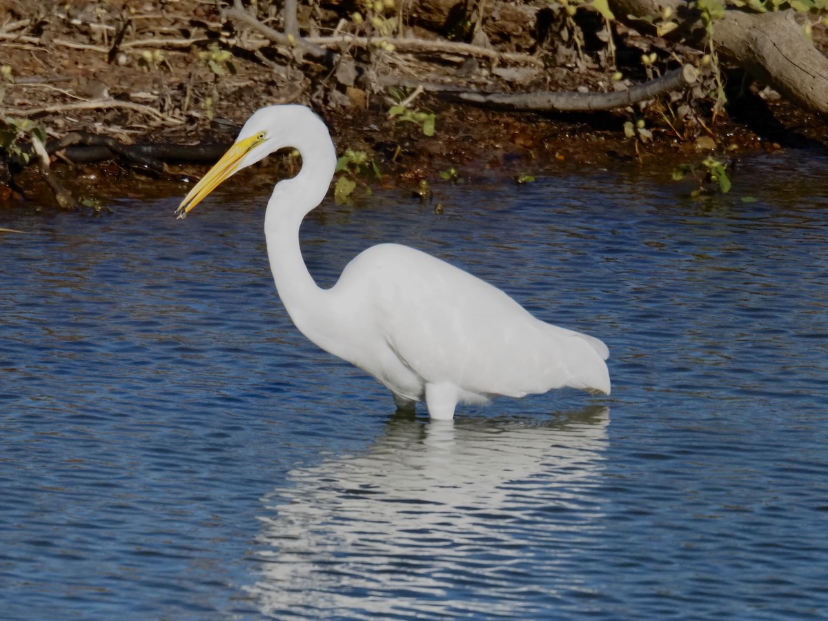 Great Egret (American) - ML644288506