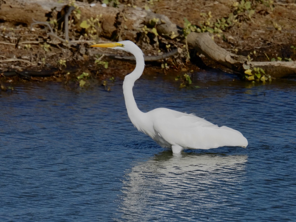 Great Egret (American) - ML644288507