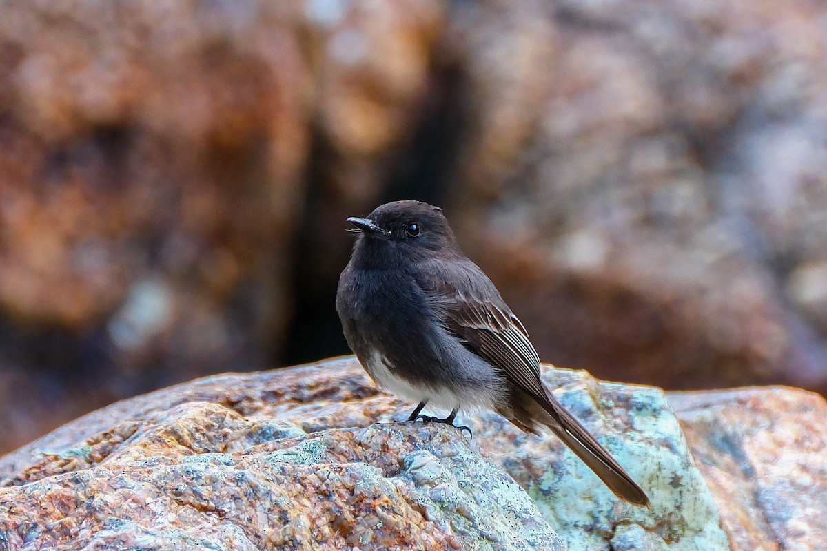 Black Phoebe - ML644288509