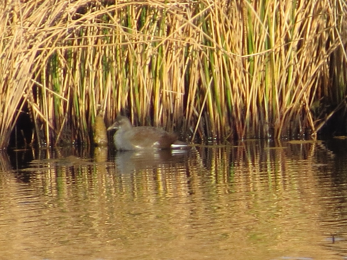 slípka americká - ML644288518