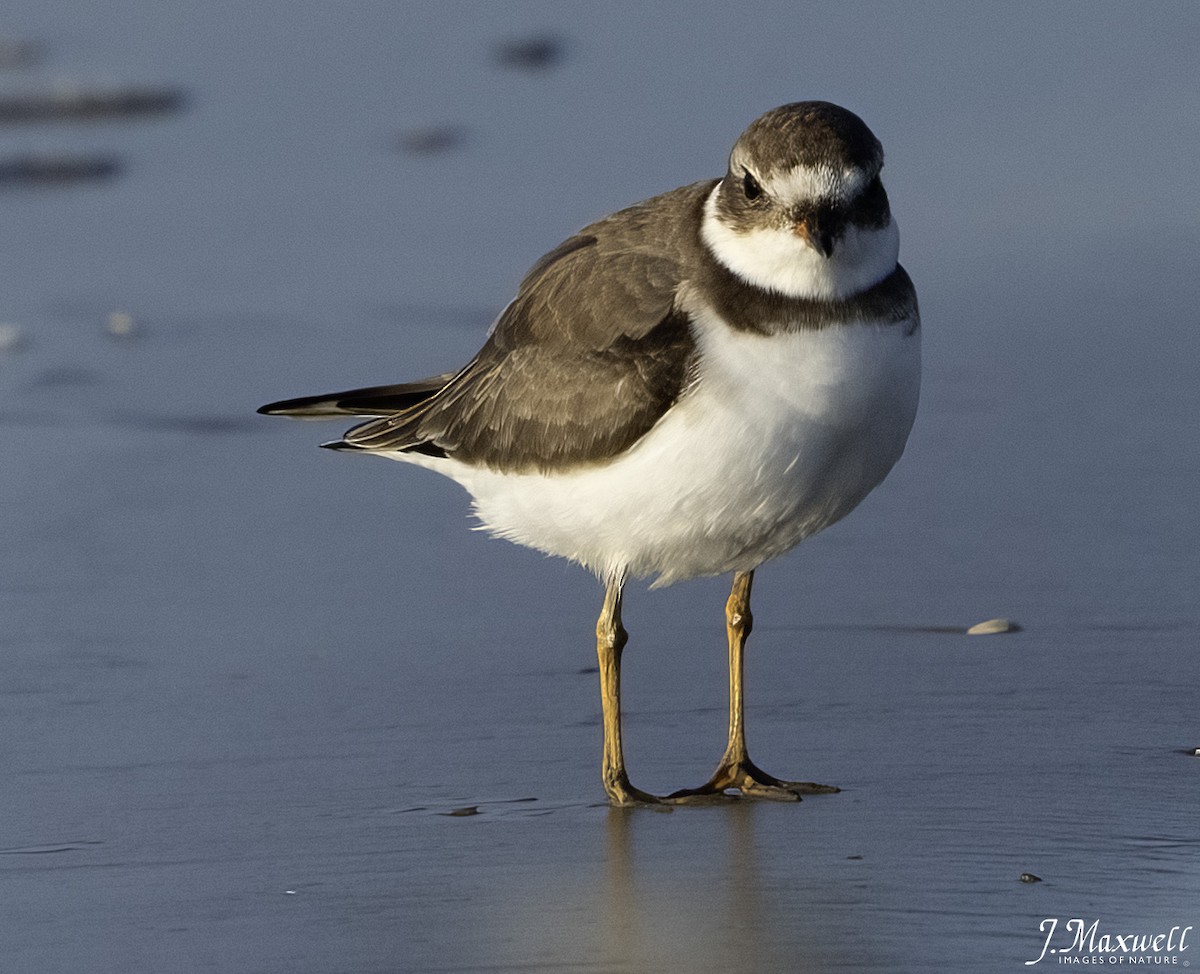 amerikasandlo - ML644288536