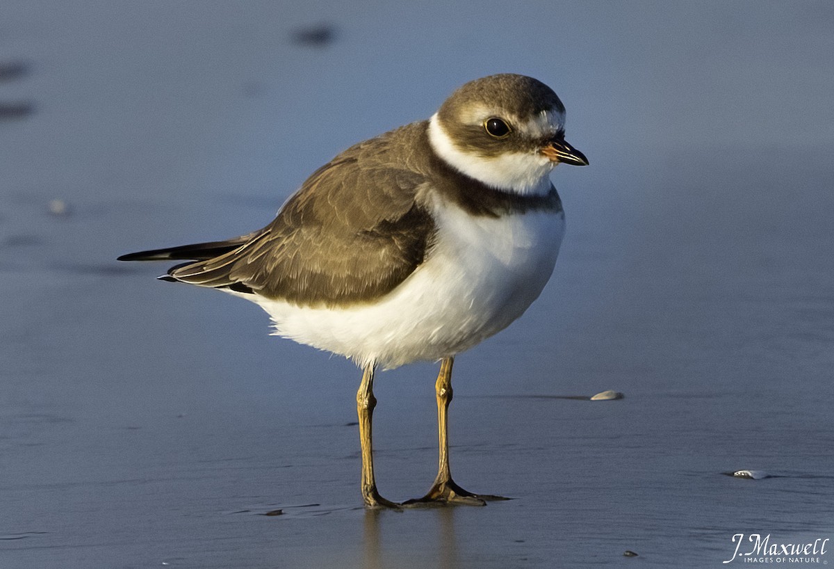 amerikasandlo - ML644288538