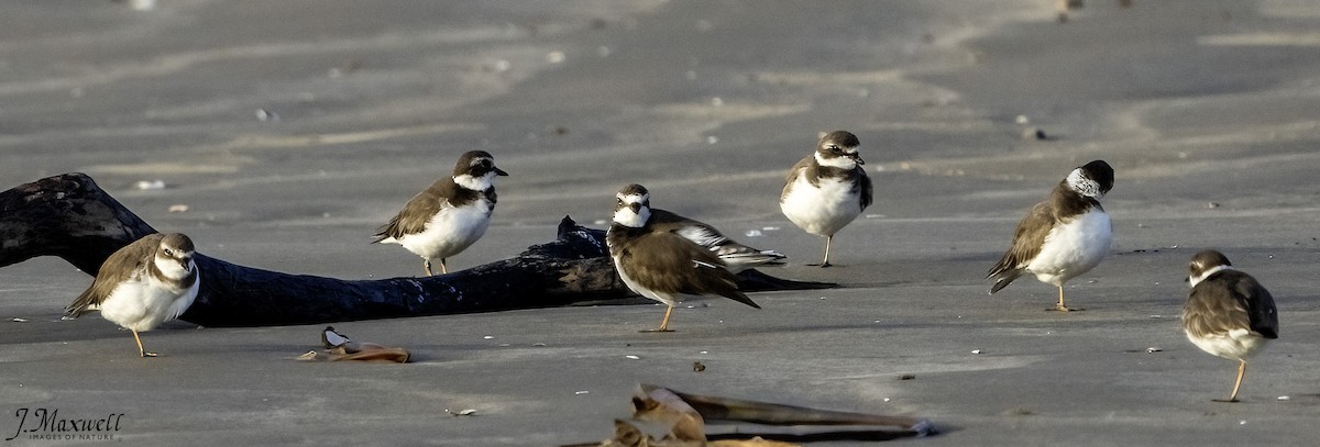 amerikasandlo - ML644288539